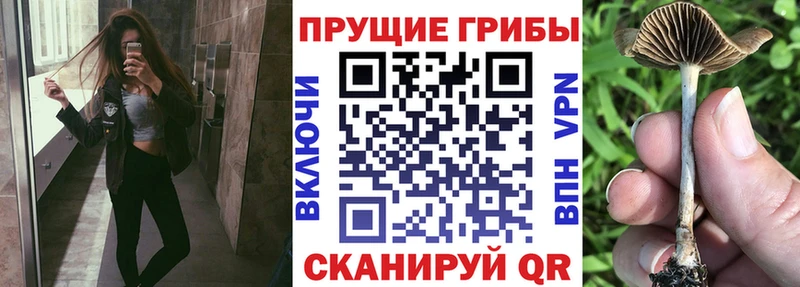 Купить закладки  Покров  Псилоцибиновые грибы ЛСД 